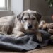 Los perros envejecidos podrían ser la clave para entender el Alzheimer humano, según un estudio