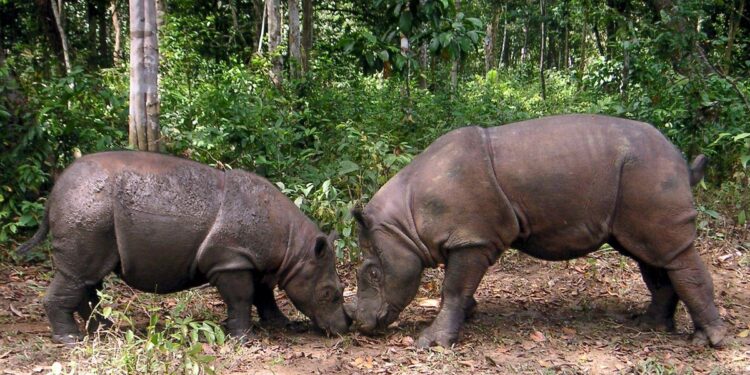 Dos rinocerontes de Sumatra embarazadas tratan de salvar una especie al borde de la extinción