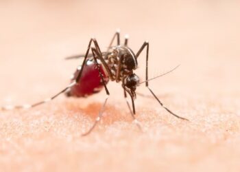 Florida enfrenta el mayor brote de dengue local en décadas