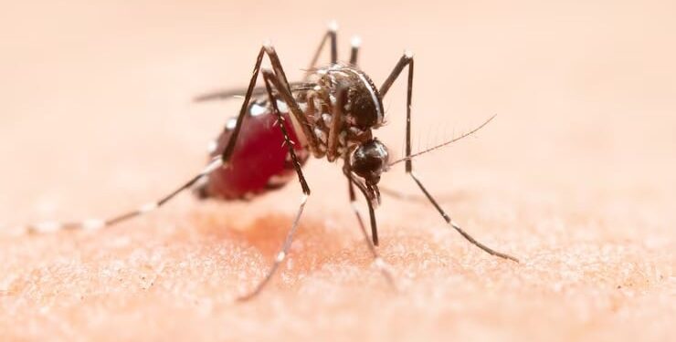 Florida enfrenta el mayor brote de dengue local en décadas