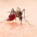 Florida enfrenta el mayor brote de dengue local en décadas