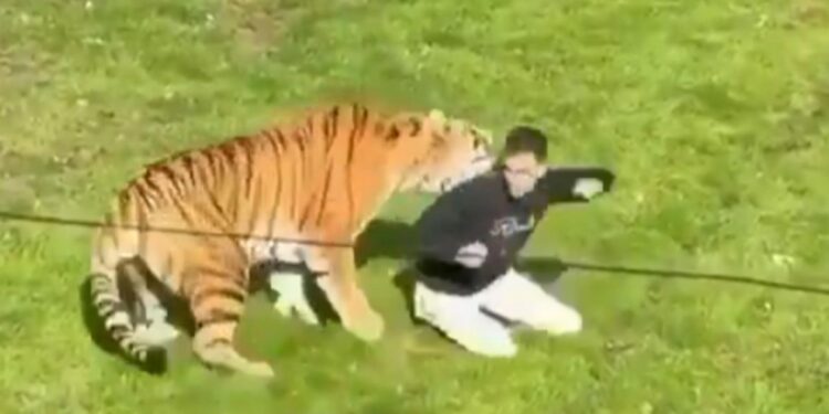 Se supo qué pasará con el tigre que mató a un joven que ingresó a su recinto en Inglaterra: el comunicado del zoológico