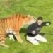Se supo qué pasará con el tigre que mató a un joven que ingresó a su recinto en Inglaterra: el comunicado del zoológico