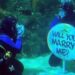 Le propuso matrimonio a su novia bajo el agua en un tanque de tiburones: «Quería hacerlo en un lugar único, diferente y memorable»