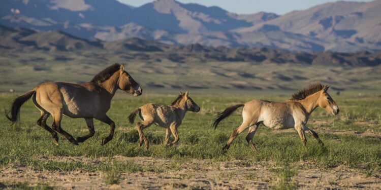 Hace 30 años liberaron a unos caballos en Chernobyl para ver si sobrevivían: hoy son más de 300