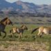 Hace 30 años liberaron a unos caballos en Chernobyl para ver si sobrevivían: hoy son más de 300