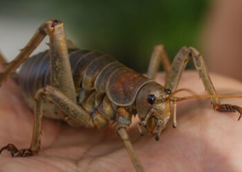 Descubren cómo salvar a un gigante: el insecto más pesado del mundo ya no está en peligro de extinción