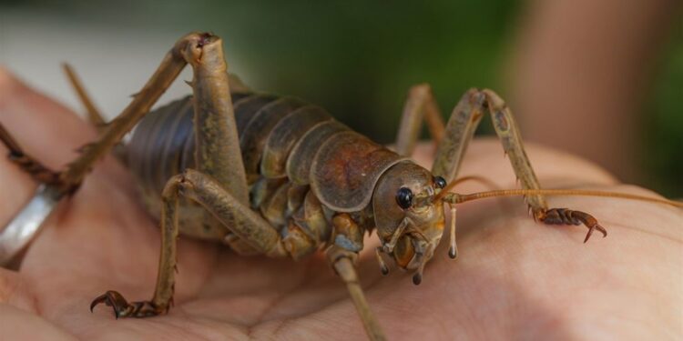 Descubren cómo salvar a un gigante: el insecto más pesado del mundo ya no está en peligro de extinción