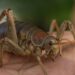 Descubren cómo salvar a un gigante: el insecto más pesado del mundo ya no está en peligro de extinción