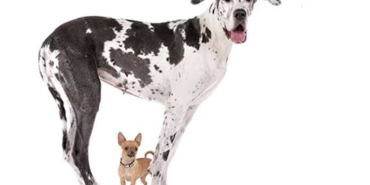 Los perros más grandes envejecen antes y la respuesta puede estar en los genes saltarines