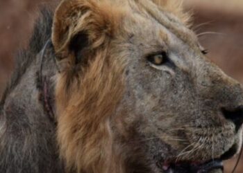 Salvaron a un león que tenía una trampa de caza clavada en el cuello: «La trampa, colocada ilegalmente por cazadores furtivos para capturar animales silvestres, le había causado una herida terrible»