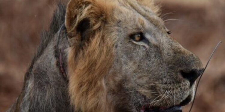 Salvaron a un león que tenía una trampa de caza clavada en el cuello: «La trampa, colocada ilegalmente por cazadores furtivos para capturar animales silvestres, le había causado una herida terrible»