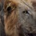 Salvaron a un león que tenía una trampa de caza clavada en el cuello: «La trampa, colocada ilegalmente por cazadores furtivos para capturar animales silvestres, le había causado una herida terrible»