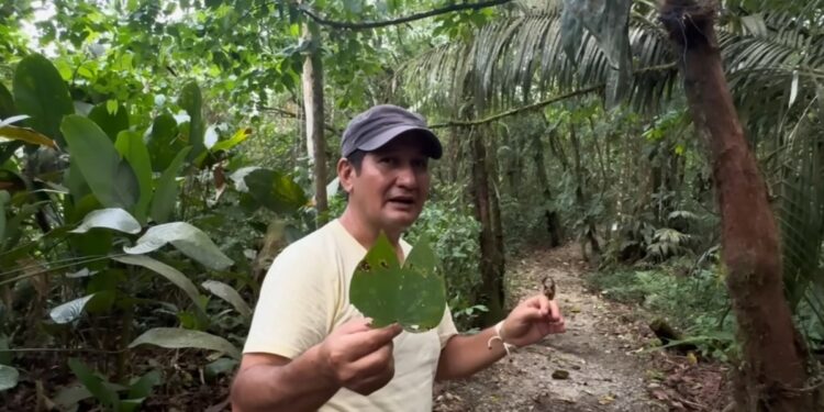 Jorge y María viven en plena Amazonía junto a monos, guacamayos y loros que siguen visitando su bosque: «Ya están perdiendo su hábitat y el bosquecito que yo protejo es su salvación»