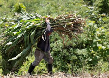 Pedro, agricultor de 50 años con 600 hectáreas: «Muevo 400.000 euros al mes con márgenes reducidos»