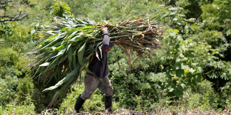 Pedro, agricultor de 50 años con 600 hectáreas: «Muevo 400.000 euros al mes con márgenes reducidos»
