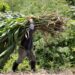 Pedro, agricultor de 50 años con 600 hectáreas: «Muevo 400.000 euros al mes con márgenes reducidos»