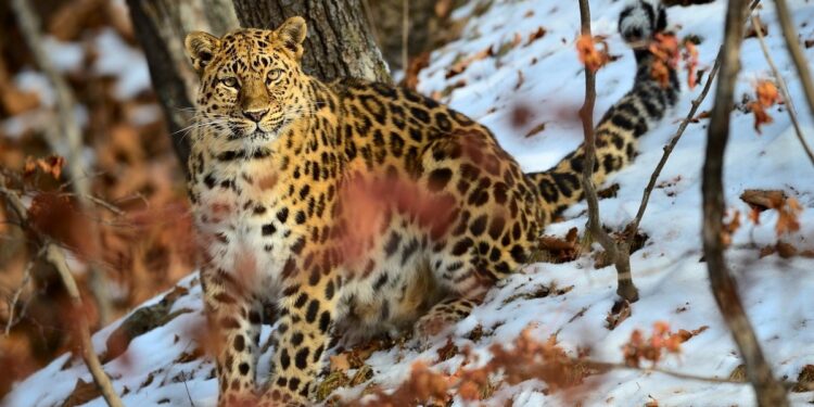 En el 2000, quedaban menos de 40 leopardos de Amur: cómo un programa de conservación logró triplicar su población