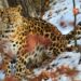 En el 2000, quedaban menos de 40 leopardos de Amur: cómo un programa de conservación logró triplicar su población