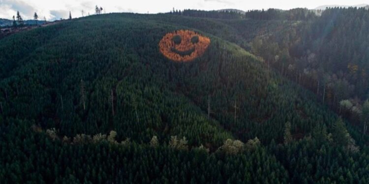 La increíble cara sonriente formada por árboles que aparece cada otoño en un bosque
