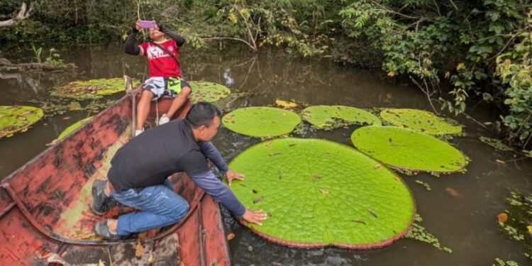 Hallazgo científico: descubren una nueva especie de nenúfares gigantes a partir de una foto en redes sociales