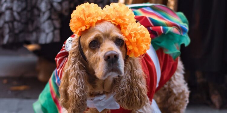 Día de Muertos: cuándo y cómo preparar la ofrenda para recibir a los espíritus de las mascotas fallecidas