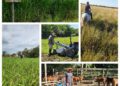 INFO RURAL: INTA FORTALECE LA CADENA FORRAJERA JUNTO A PRODUCTORES CORRENTINOS