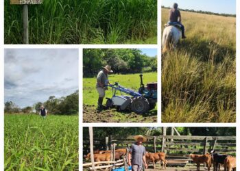 INFO RURAL: INTA FORTALECE LA CADENA FORRAJERA JUNTO A PRODUCTORES CORRENTINOS