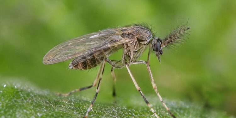 Lo picó un mosquito y murió: el virus Shamonda infectó a un humano por primera vez y generó alerta sanitaria