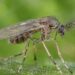 Lo picó un mosquito y murió: el virus Shamonda infectó a un humano por primera vez y generó alerta sanitaria