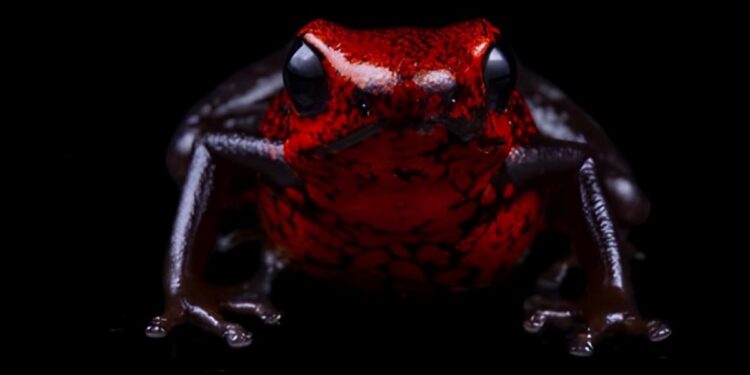 Científicos descubren una nueva especie de rana venenosa que los desconcierta por sus características