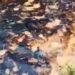Un derrame de petróleo contaminó un río y obligó a cortar el agua potable en Ecuador