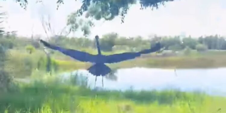 Una garza azul rescatada volvió a volar en libertad tras recuperarse de heridas causadas por un enredo con un hilo de pesca