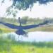Una garza azul rescatada volvió a volar en libertad tras recuperarse de heridas causadas por un enredo con un hilo de pesca