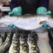 Pidieron por internet pescado para comer y lo que les llegó los aterrorizó