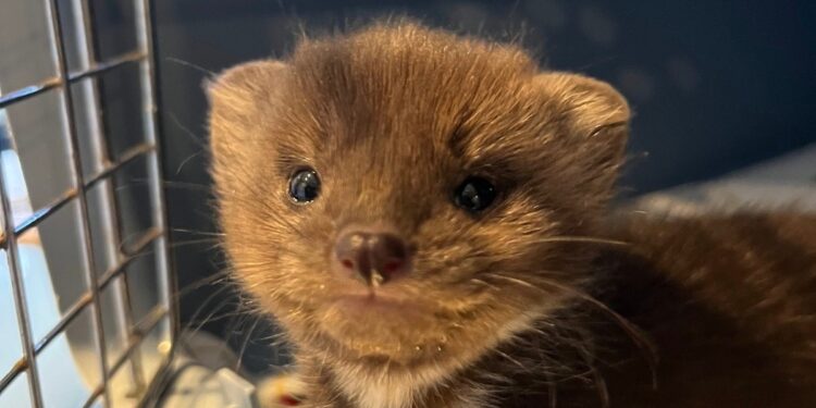 Un mamífero silvestre rehabilitado regresó a la naturaleza tiempo después de haber sido rescatado en una situación de extrema vulnerabilidad durante sus primeras semanas de vida