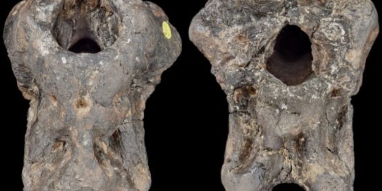 Un cráneo fósil estuvo escondido 100 años en un cajón y ahora descubren que es de una nueva especie de dinosaurio