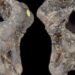 Un cráneo fósil estuvo escondido 100 años en un cajón y ahora descubren que es de una nueva especie de dinosaurio