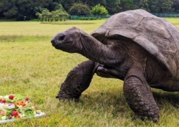 Jonathan, la tortuga que cumplió 194 años, podría tener el secreto de la eterna juventud