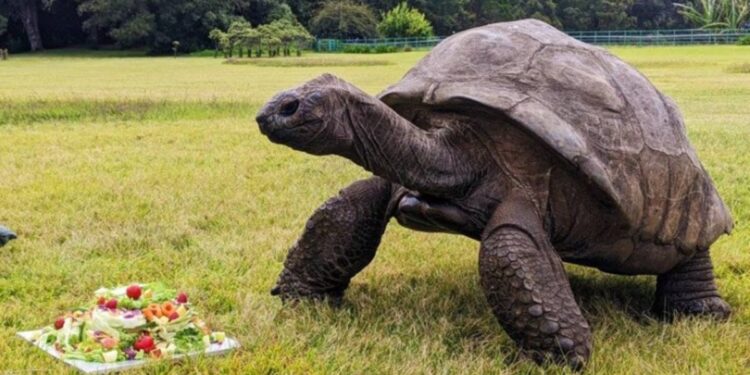 Jonathan, la tortuga que cumplió 194 años, podría tener el secreto de la eterna juventud