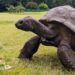 Jonathan, la tortuga que cumplió 194 años, podría tener el secreto de la eterna juventud