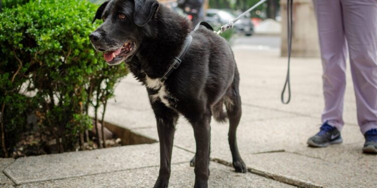 Enric Zeitz, biólogo, etólogo y auxiliar veterinario: “Decir ‘es que en casa siempre hemos tenido perro’ no quiere decir que entiendas el comportamiento canino”