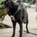 Enric Zeitz, biólogo, etólogo y auxiliar veterinario: “Decir ‘es que en casa siempre hemos tenido perro’ no quiere decir que entiendas el comportamiento canino”