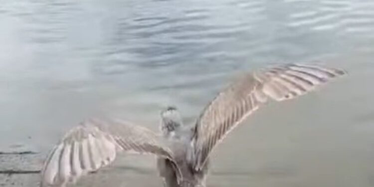 Una gaviota de Bering comenzó una nueva vida en la naturaleza tras recuperarse de una lesión en una de sus alas que le impedía volar con normalidad