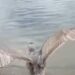 Una gaviota de Bering comenzó una nueva vida en la naturaleza tras recuperarse de una lesión en una de sus alas que le impedía volar con normalidad