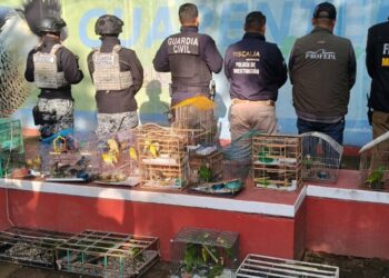 Más de 1.000 animales rescatados y 60.000 hectáreas deforestadas: Madre Tierra VIII, la operación de Interpol que terminó con 233 detenidos en América Latina
