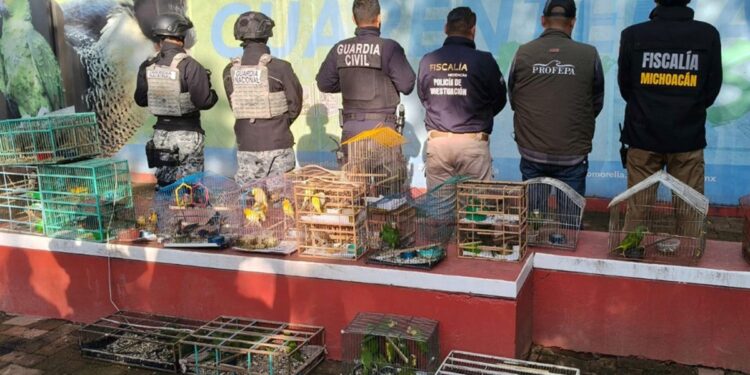 Más de 1.000 animales rescatados y 60.000 hectáreas deforestadas: Madre Tierra VIII, la operación de Interpol que terminó con 233 detenidos en América Latina
