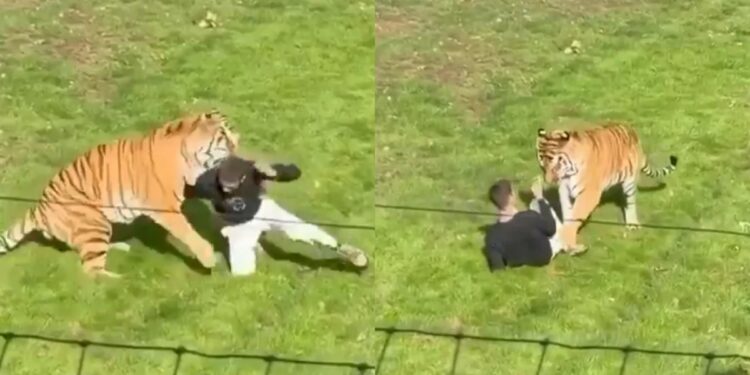 El escalofriante video del hombre que saltó al recinto de un tigre en un zoológico y murió en el ataque