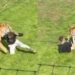 El escalofriante video del hombre que saltó al recinto de un tigre en un zoológico y murió en el ataque