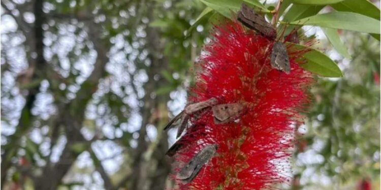Una invasión de polillas devuelve la esperanza para esta especie fundamental que está en peligro